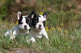 BOULEDOGUE FRANCAIS 412
